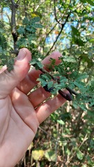 Vachellia curvifructa