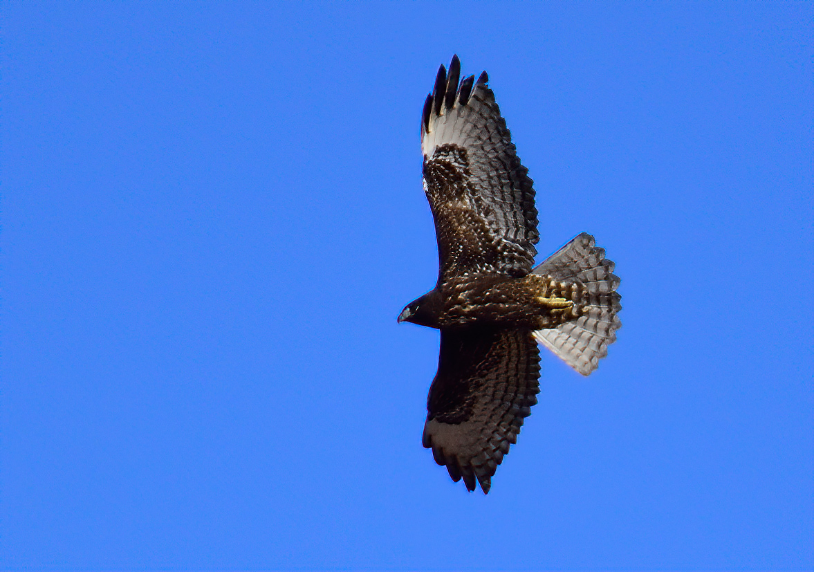 Aguililla Cola Roja (Buteo jamaicensis) · NaturaLista Mexico