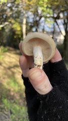 Lactarius alnicola
