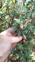 Vachellia curvifructa