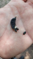 Vachellia curvifructa