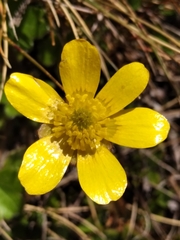 Ranunculus multiscapus