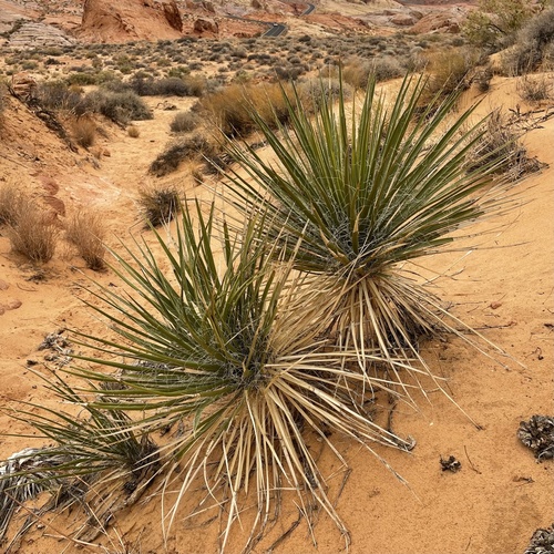 Yucca utahensis