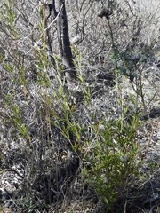 Psoralea uncinata