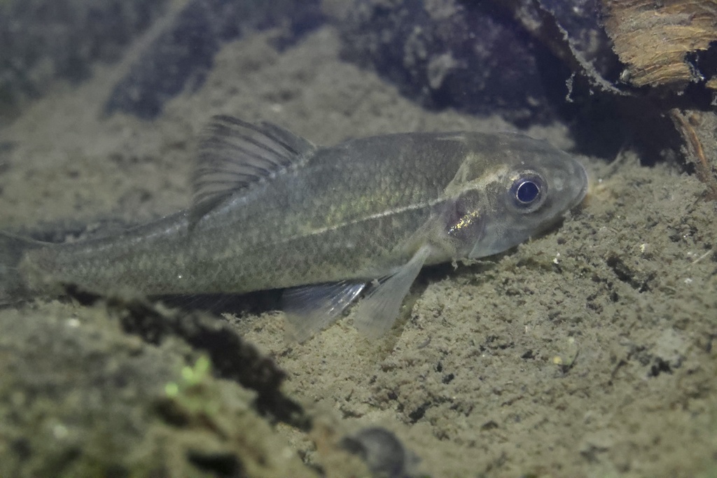 Sand roller (Percopsis transmontana) — Percopsidae