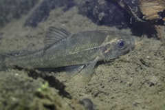 Percopsis transmontana