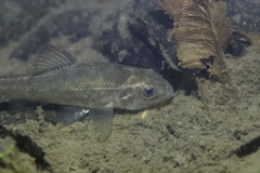 Percopsis transmontana