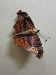 Hypanartia kefersteini