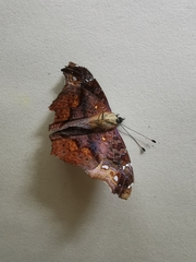 Hypanartia kefersteini