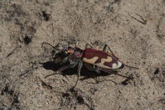Cicindela lengi versuta