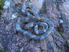 Leptodeira splendida ephippiata
