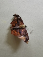 Hypanartia kefersteini