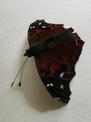Hypanartia kefersteini