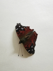 Hypanartia kefersteini