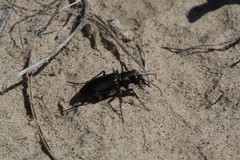 Cicindela nebraskana