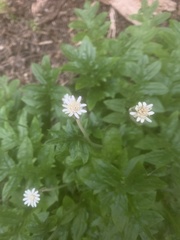 Macrachaenium gracile