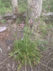Valeriana clarionifolia