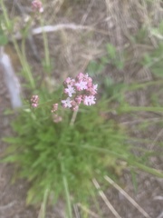 Valeriana clarionifolia