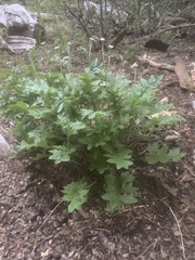 Macrachaenium gracile