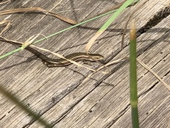 Pseudemoia rawlinsoni