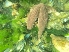 Cosmasterias lurida