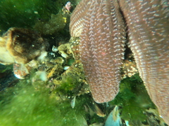 Cosmasterias lurida