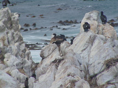Phalacrocorax neglectus