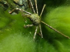 Eurypodius longirostris