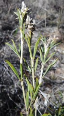 Psoralea uncinata