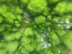 Eurypodius longirostris