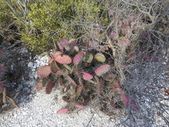 Opuntia gosseliniana