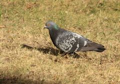 Columba livia domestica