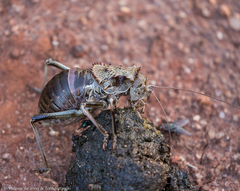 Eugasteroides loricatus