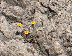 Tagetes lunulata
