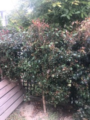 Austropuccinia psidii