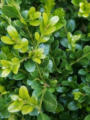 Buxus sempervirens