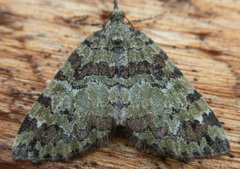 Hydriomena speciosata