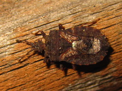 Usingerida verrucigera