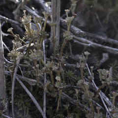 Cladonia concinna