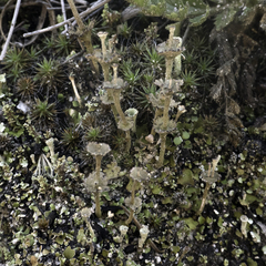 Cladonia concinna