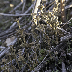 Cladonia concinna