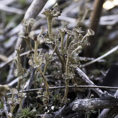 Cladonia concinna