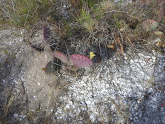 Opuntia gosseliniana