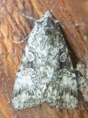 Anaplectoides pressus
