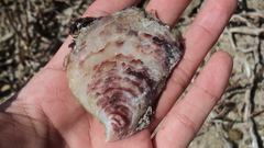 Isognomon