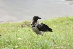 Corvus cornix