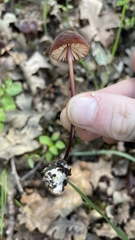 Marasmius plicatulus