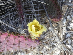 Opuntia gosseliniana