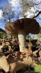 Entoloma ferruginans