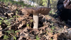 Entoloma ferruginans